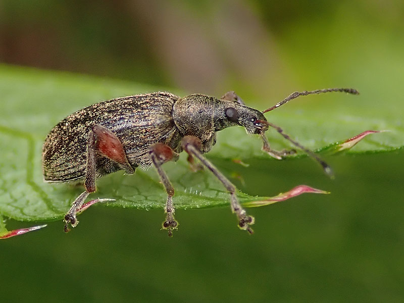 Curculionidae: Phyllobius (Phyllobius) glaucus